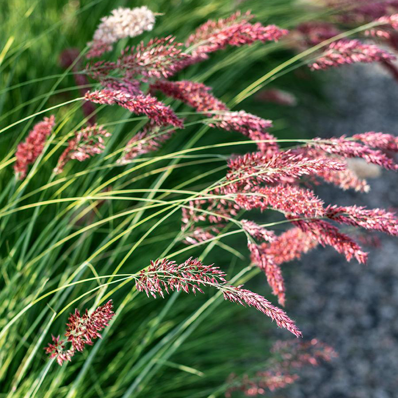 Melinus nerviglumis 'Ruby Grass' Seeds