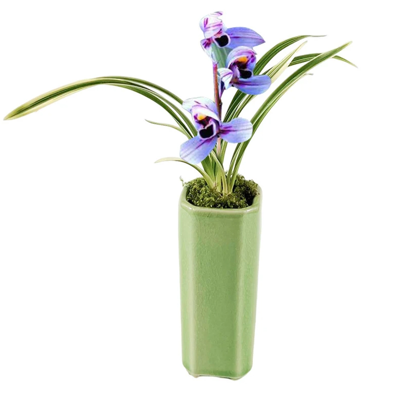 Cymbidium sp. Seeds Pretty 