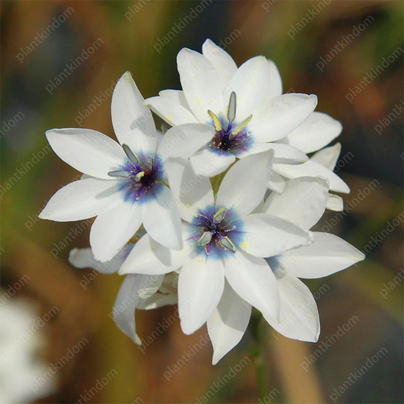 🌷Special promotion on Iris seeds