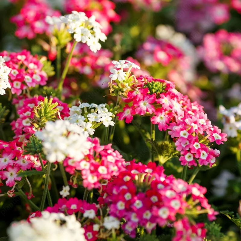 Verbena Tuscany Seeds
