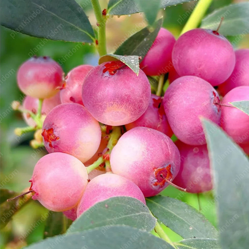 🌟 Limited Time Offer: Blueberry Seeds 