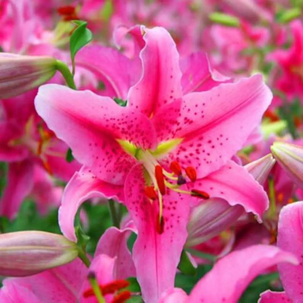 😍Various lily seeds🌱🌱Rare lilies, 100 pieces/pack