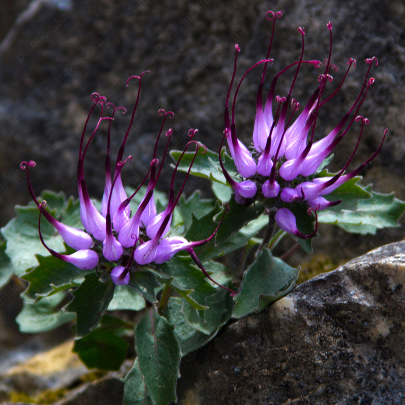 Tufted Horned Rampion Seeds