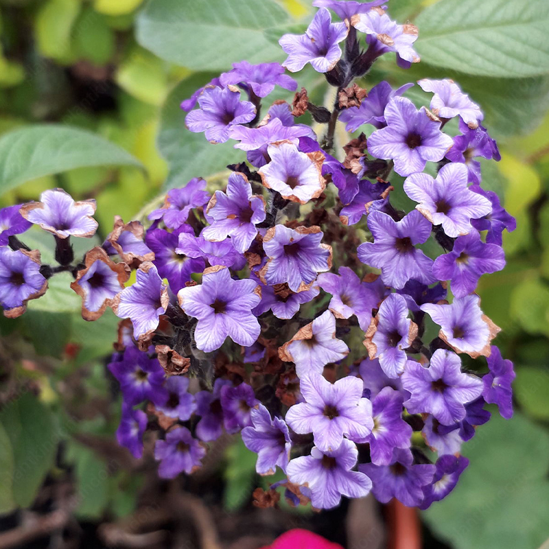 Heliotropium Arborescens Seeds