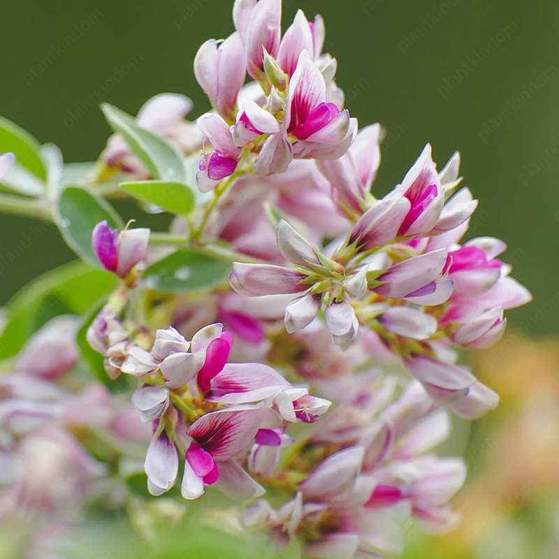 Lespedeza Thunbergii Seeds