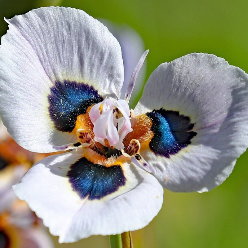 🚨Hot Selling🪴 Moraea Villosa  Seeds✨Wonderful Flower