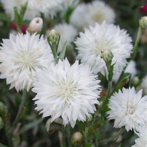🔥Hot Selling Cornflower / Bachelor Button Seeds🎉Buy 3 get 1 free