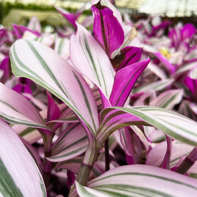 Tradescantia 'Nanouk' Seeds