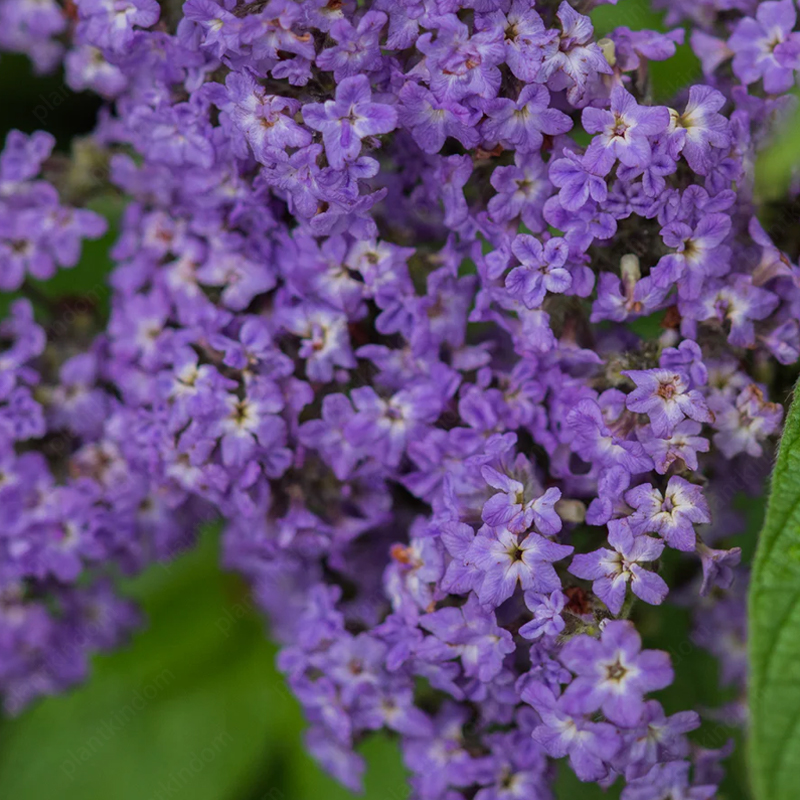 🆕2024 Hot Sale🌱Heliotropium Arborescens Seeds💜Fragrant Flower