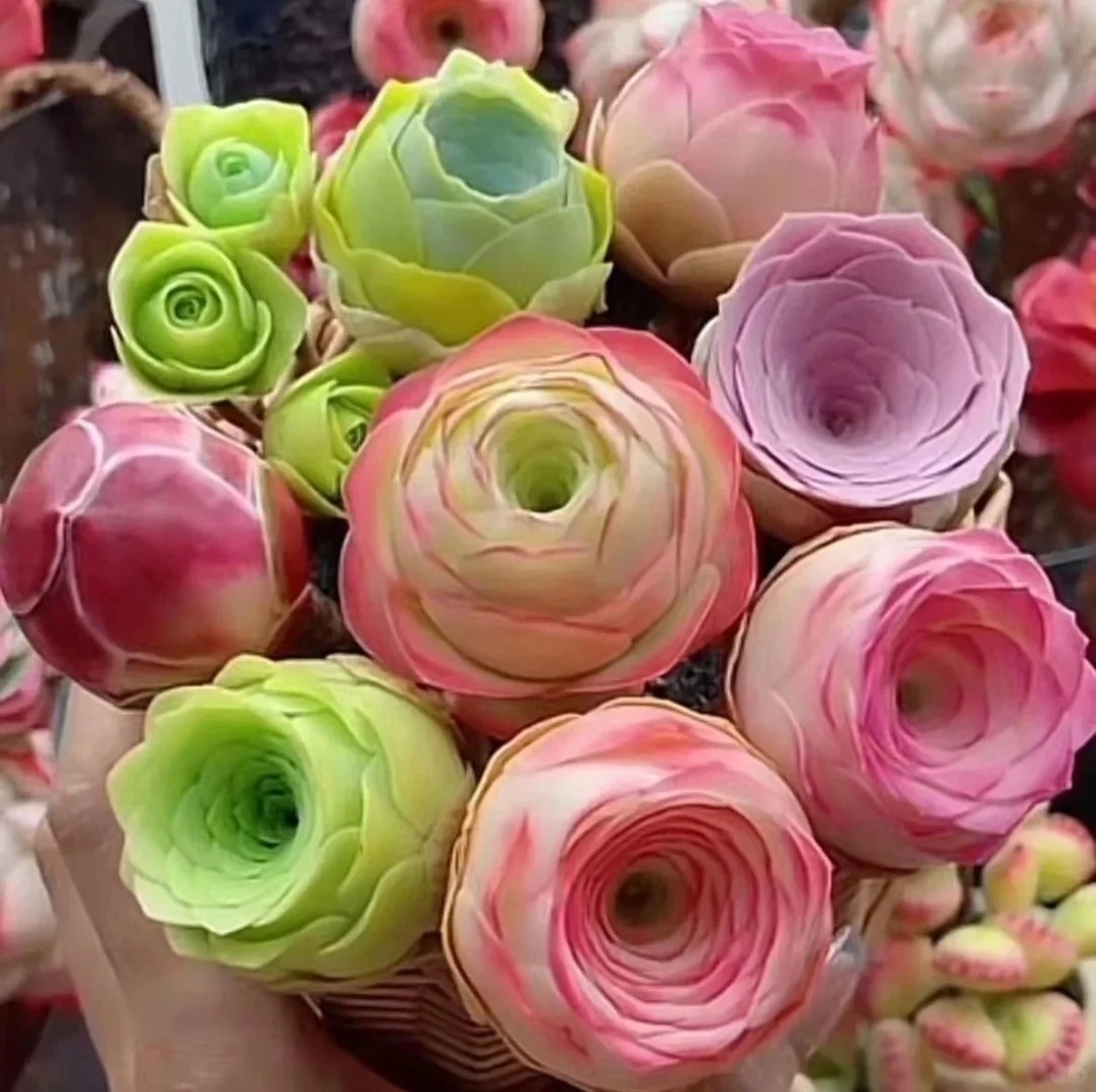 Bergrosensamen – Seltene Sukkulenten – Erhältlich in drei Farben