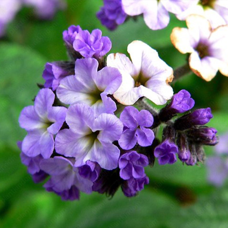 🆕2024 Hot Sale🌱Heliotropium Arborescens Seeds💜Fragrant Flower