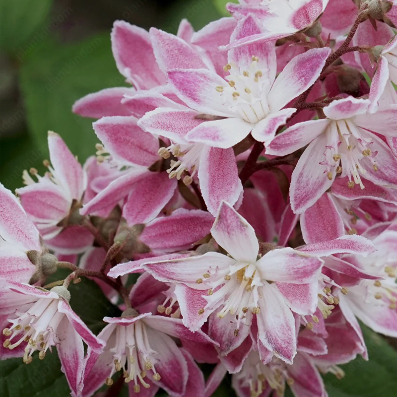 Deutzia Seeds
