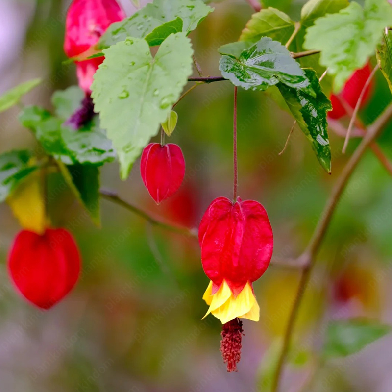Abutilon Megapotamicum Seeds