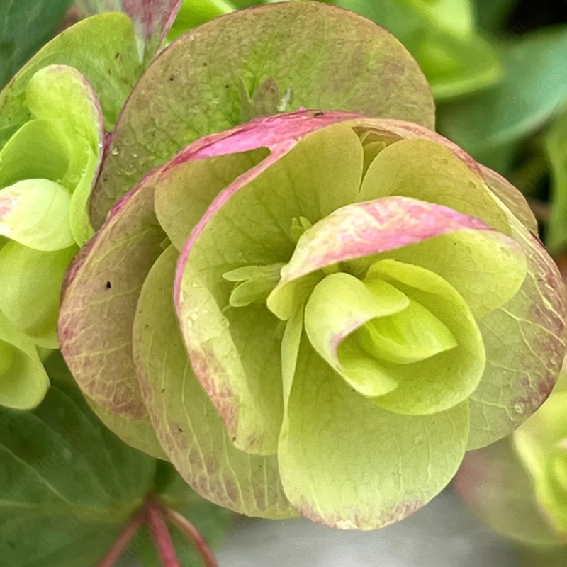 Kirigami Oregano Seeds