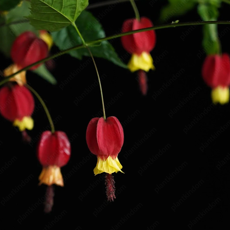 Abutilon Megapotamicum Seeds