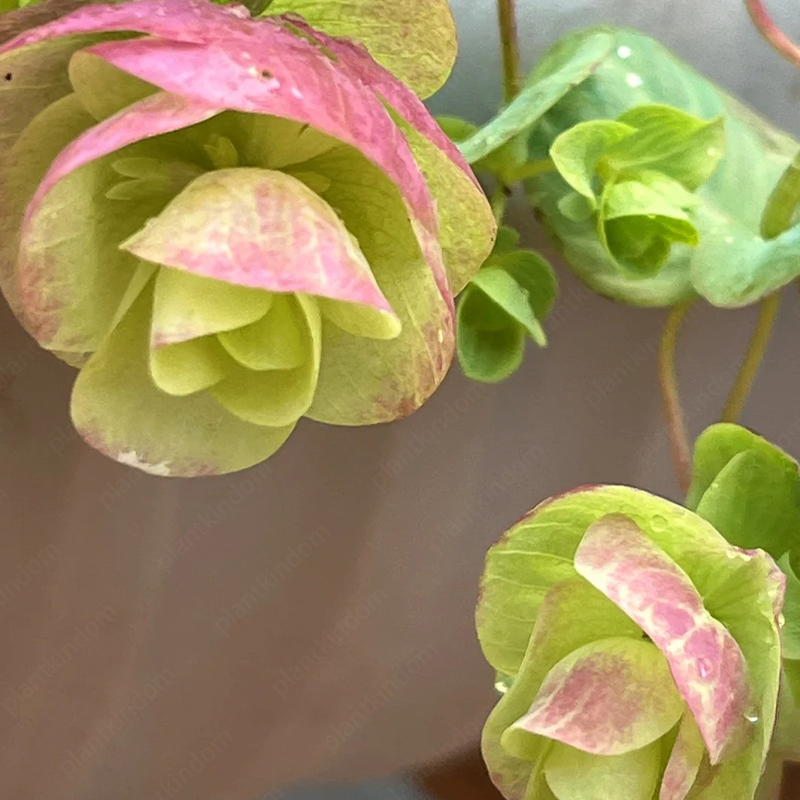 Kirigami Oregano Seeds