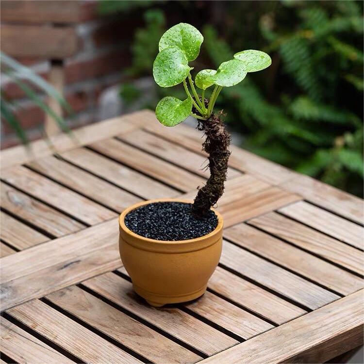 50%Off💥Mirror grass seeds💫Fantastic