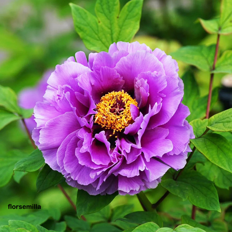 🚀Descuento a mitad de precio💖Semillas de peonía ✨Tamaño de flor grande