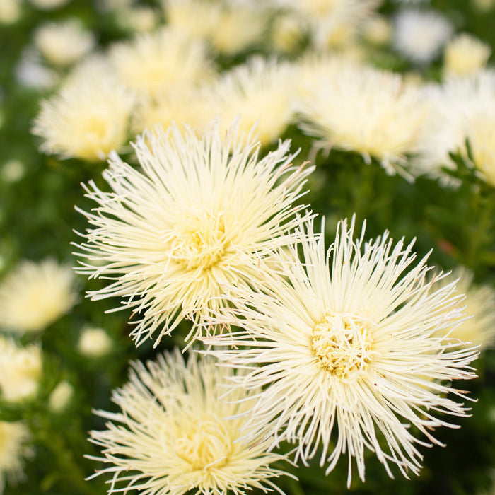 Teddy Chrysanthemum 50 Seeds