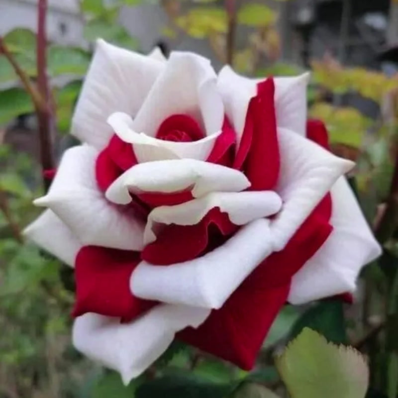 💙BLUE ENCHANTRESS ROSE SEEDS🌹50% OFF🔥