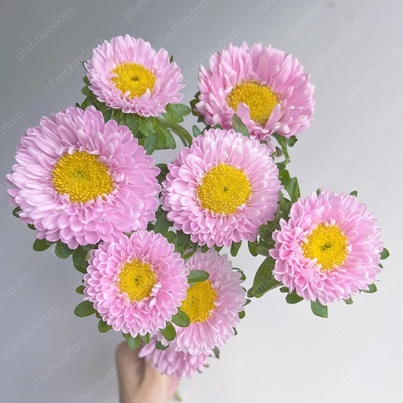 🌼 Limited Time Offer! Mixed Color Aster Seeds 