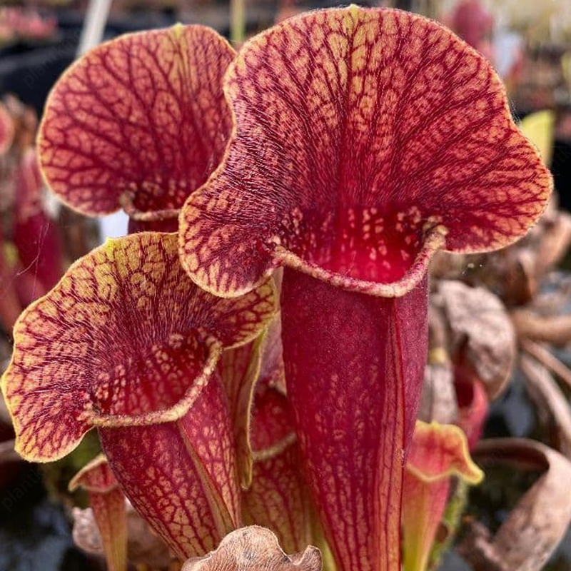 Trumpet Pitchers Seeds