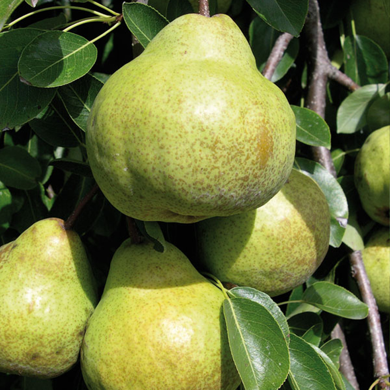Packham's Triumph Pear Seeds