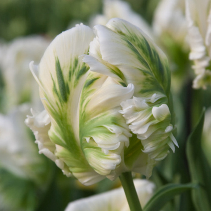 Tulip Parrot Series Seeds