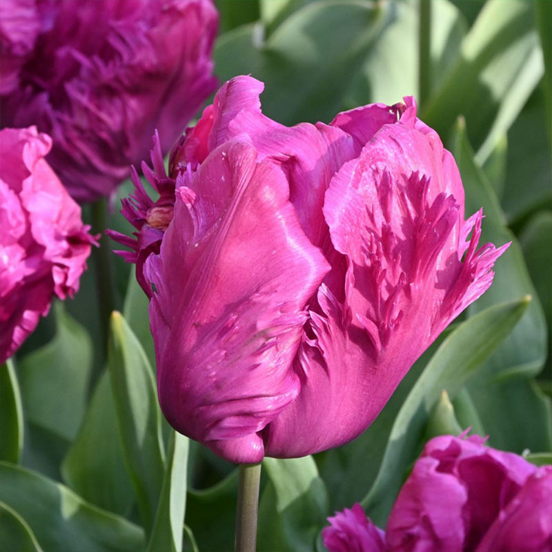 Tulip Parrot Series Seeds