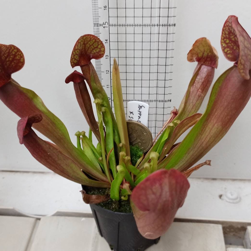 Trumpet Pitchers Seeds