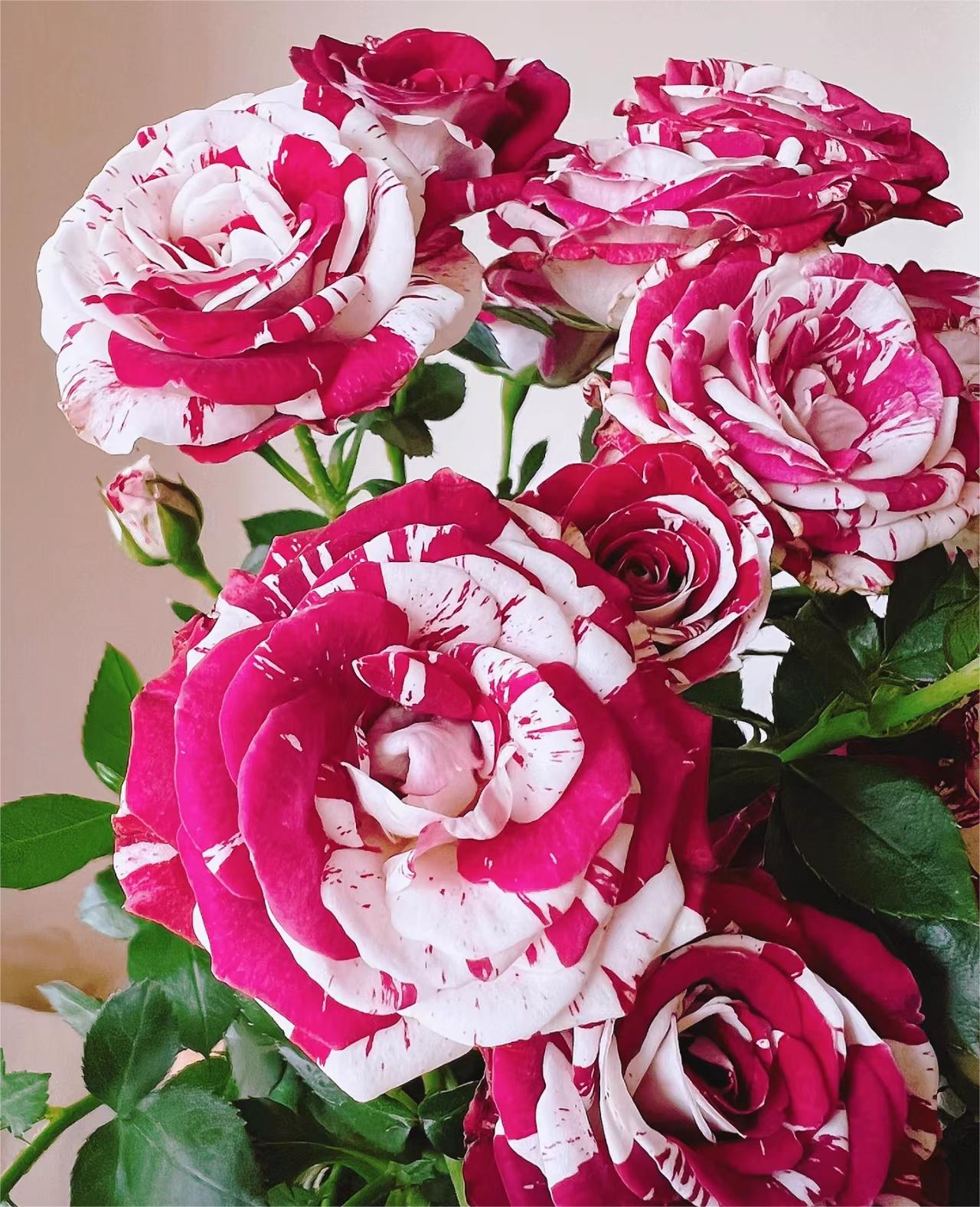 Rare Twin Rose - Love Bubble Rose