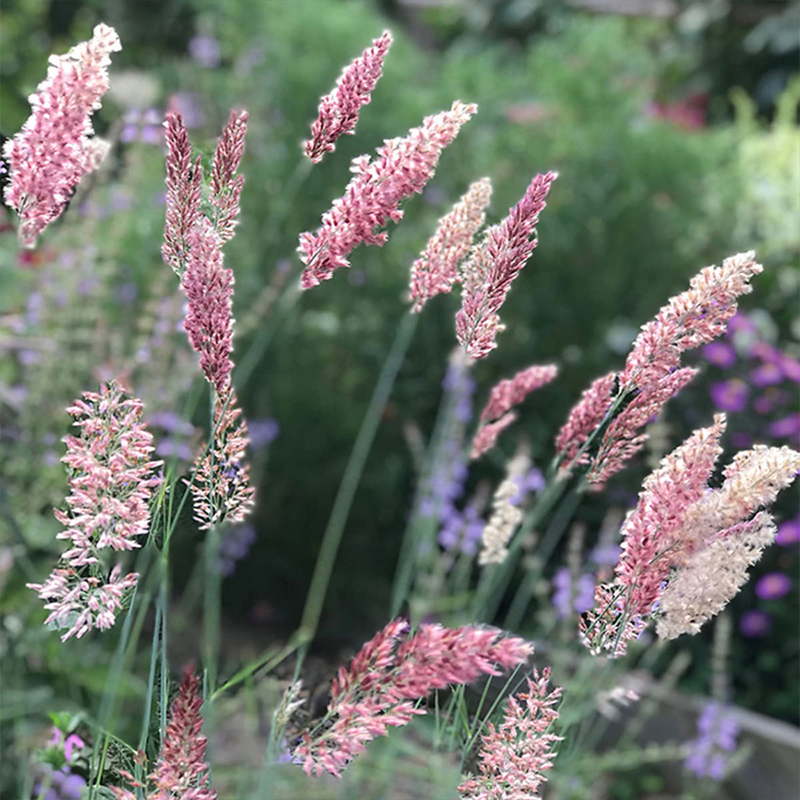 Melinus nerviglumis 'Ruby Grass' Seeds