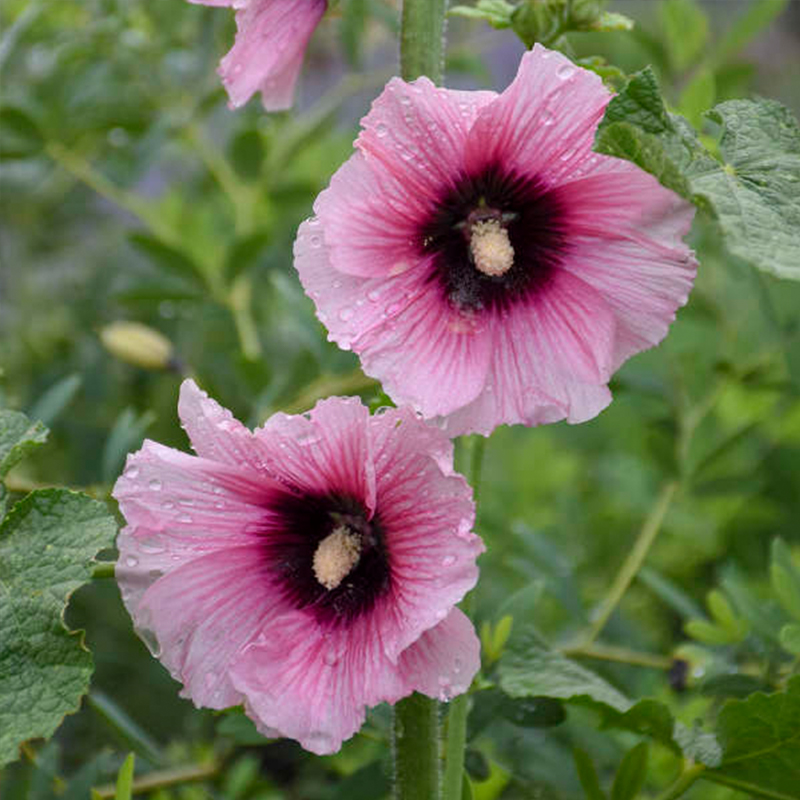 Hollyhock Halo Candy