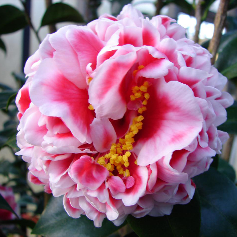 Five-Color Red Camellia Seeds