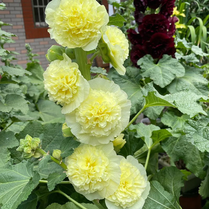 🦄Double mallow flower seeds🌿A lush and leafy multi-flowered plant