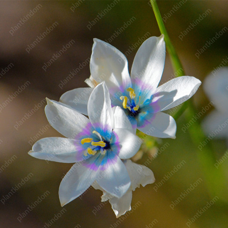 🌷Special promotion on Iris seeds