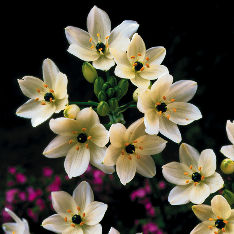 Star of Bethlehem Ornithogalum Arabicum Seeds