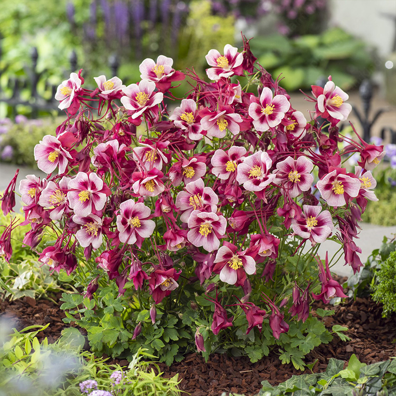 Columbine Flower Seeds
