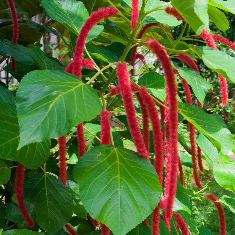 Acalypha Hispida-Summer Love