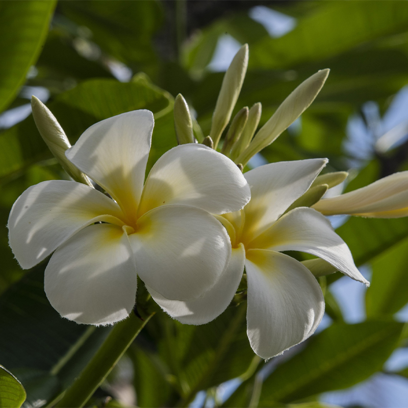 PLUMERIA RUBRA 'SAMOAN FLUFF’ 