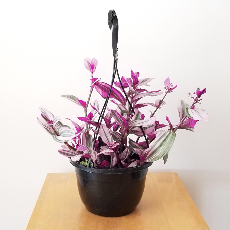 Tradescantia 'Nanouk' Seeds