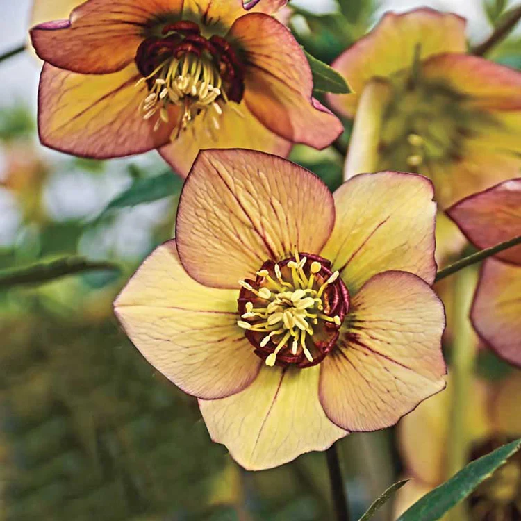 Helleborus
