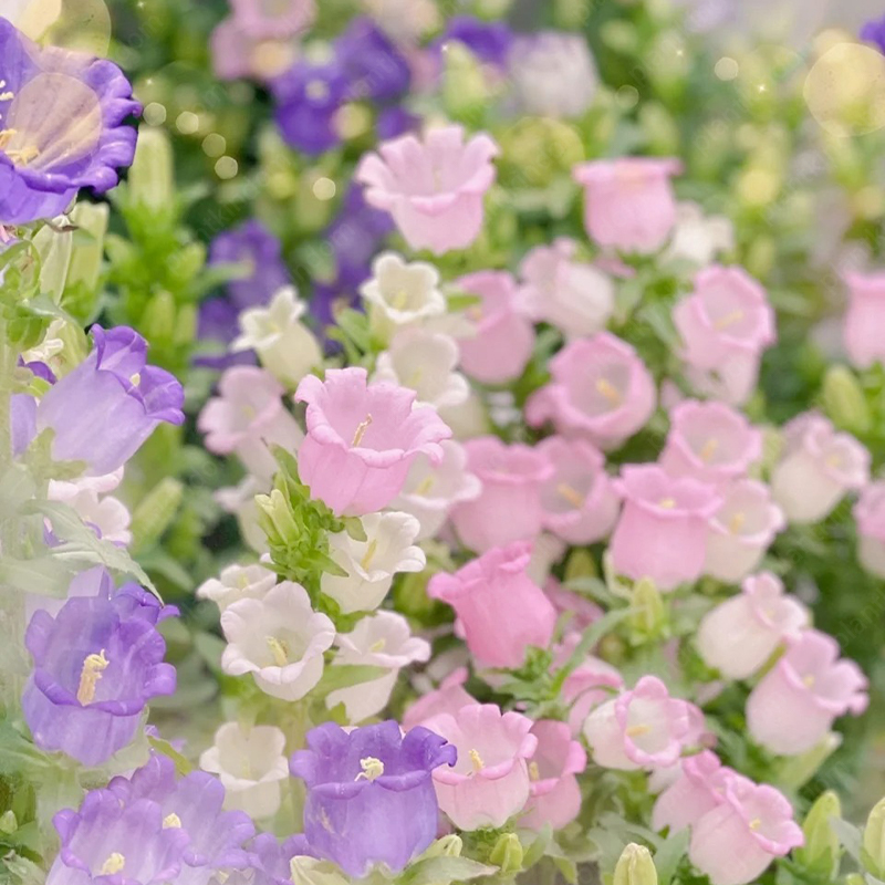 Campanula Medium