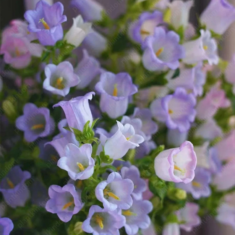 Campanula Medium