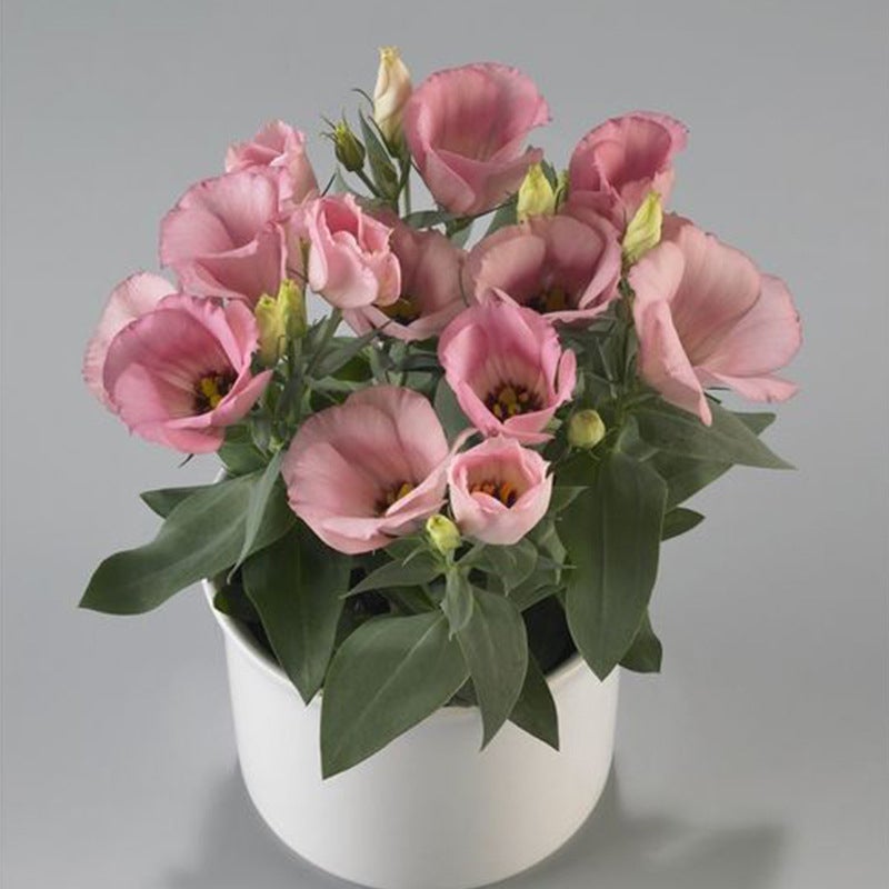 Multicolor Eustoma Seeds