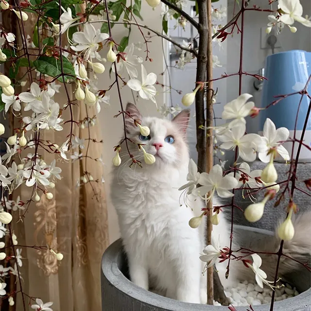 🔥 2024 Garden Must-Have 🌾  Perennial weeping jasmine seeds