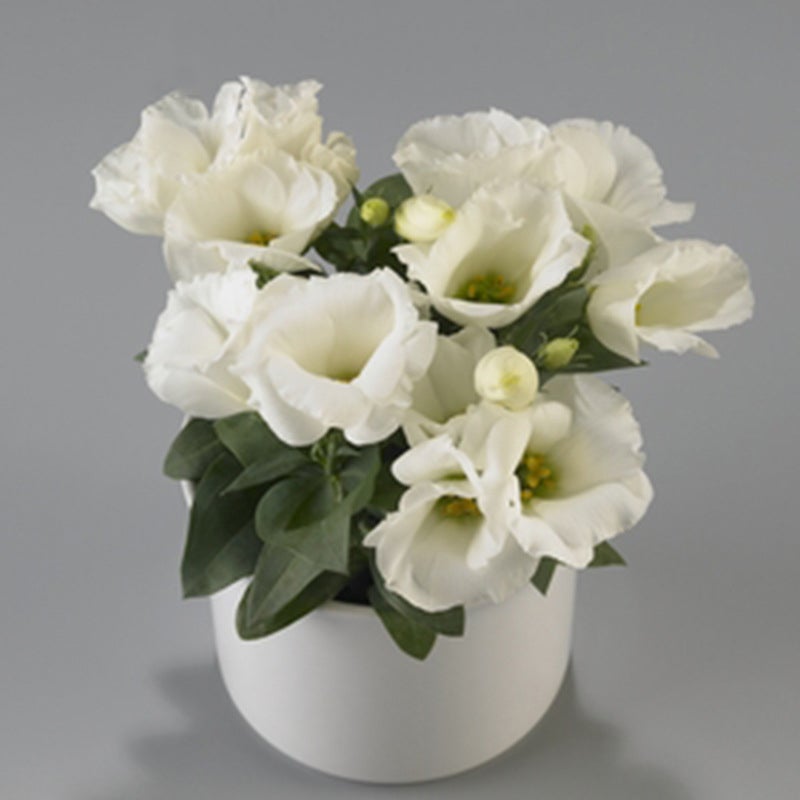 Multicolor Eustoma Seeds