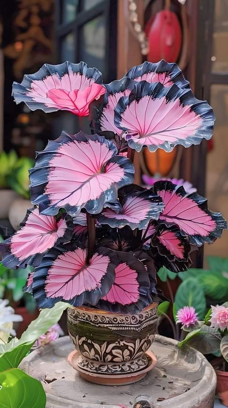 🎨🪴 Colorful Leaves– Grow Your Own Caladium#3