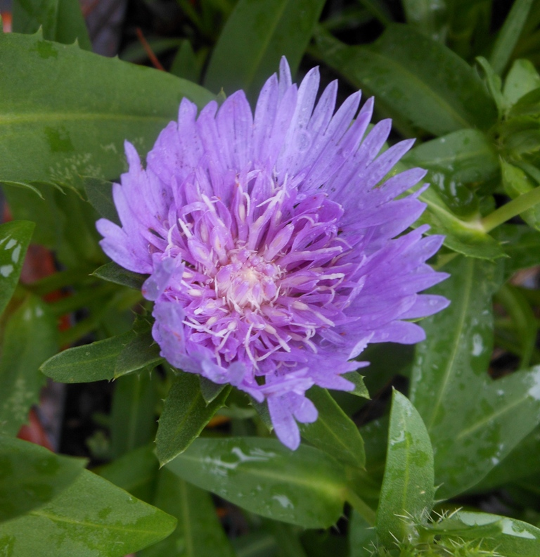 🔥Hot Selling Cornflower / Bachelor Button Seeds🎉Buy 3 get 1 free
