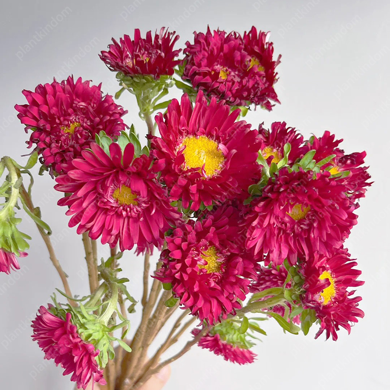 🌼 Limited Time Offer! Mixed Color Aster Seeds 